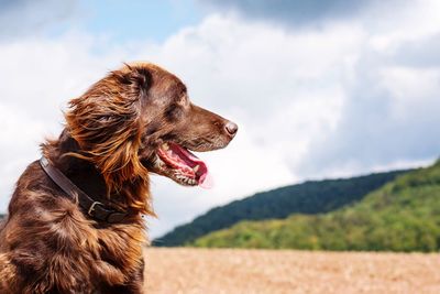 Close-up of dog on field