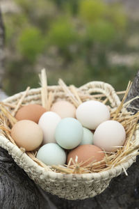 Chicken eggs of various colors.