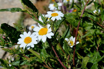 Close-up of white daisy flowers