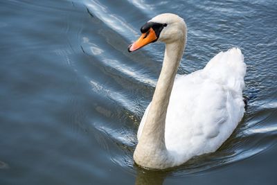 Swan swimming in lake