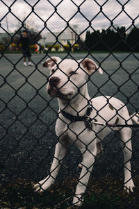 Close-up of dog standing on playing field seen through chainlink fence