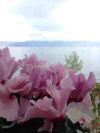 Pink flowers in sea