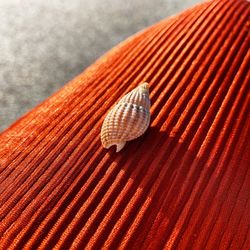 Seashell on red