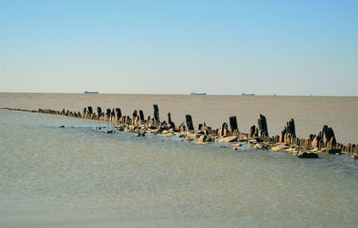 Birds on beach against clear sky