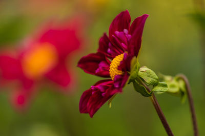 Close-up of red flowering plant in park