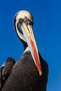 Close-up of pelican against clear blue sky