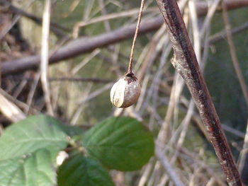 Close-up of butterfly on leaf