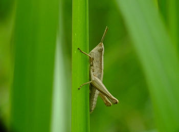 Close-up of insect on leaf