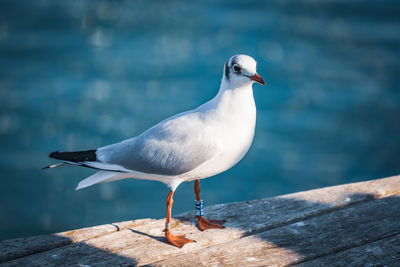 Close-up of seagull perching on wood