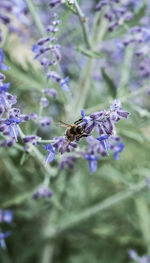 Close-up of bee pollinating on purple flower