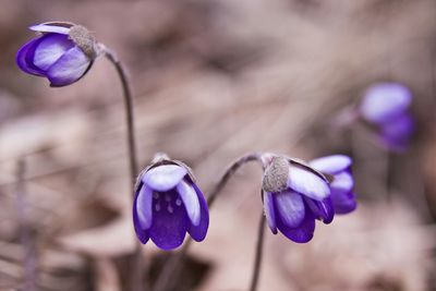 Close-up of purple flowers