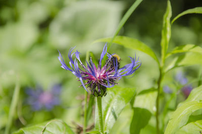 Close-up of purple flowers