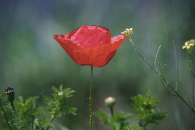 plant