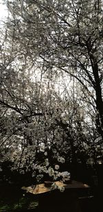 Low angle view of flowering tree against sky