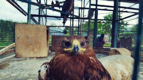 Portrait of kites in cage at zoo