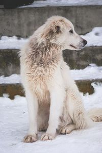 View of a dog looking away