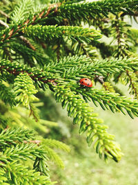 Close-up of ladybug on tree branch