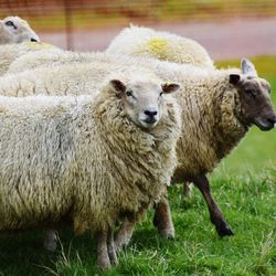 Close-up of sheep standing on grass