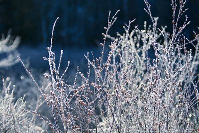 Frost covering grass