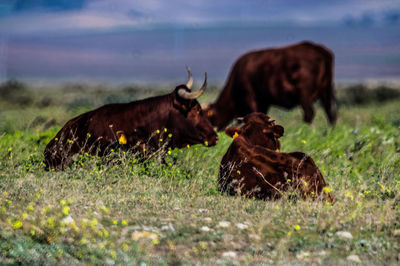 Bulls in a field