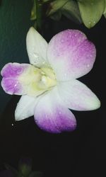 Close-up of water drops on purple flower