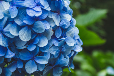 Close-up of blue hydrangea flowers