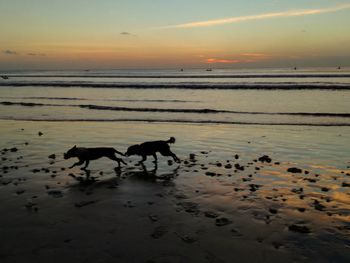 Silhouette horse on beach against sky during sunset