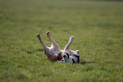 Playful dog on grassy field