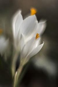 Close-up of white flowers blooming outdoors