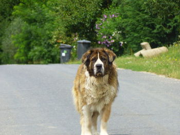 Portrait of dog standing on road in city