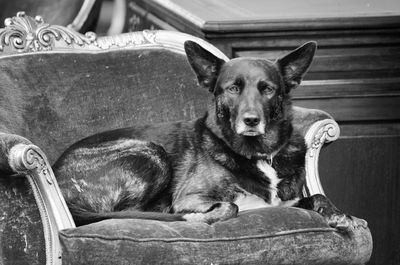 Portrait of dog sitting on seat