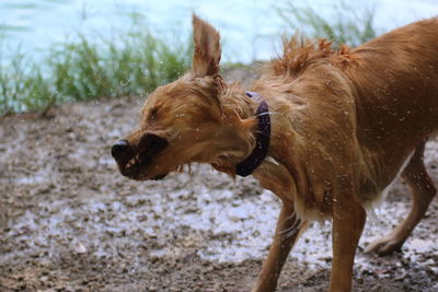 Dog shaking water off fur 