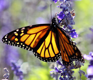 Close-up of butterfly pollinating on purple flower