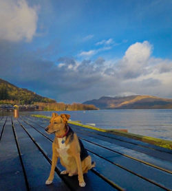 Dog on calm lake against mountain range
