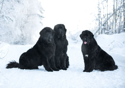 Newfoundland in winter wonderland