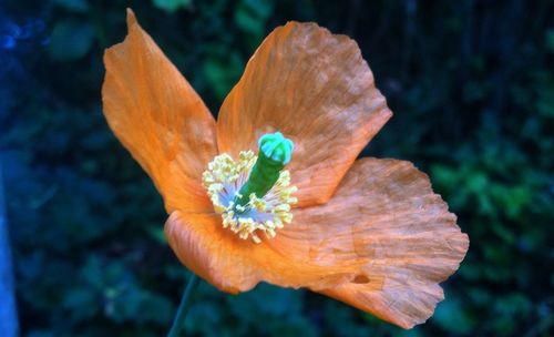 Close-up of white flower