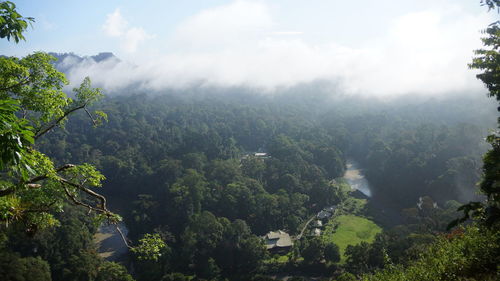 Scenic view of forest against sky