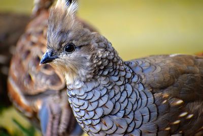 Close-up of bird