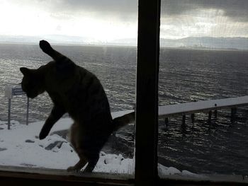 Close-up of dog by window against sky