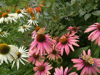 Close-up of bee pollinating on pink flower