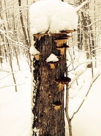 Snow covered trees on field