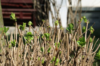 Close-up of plants