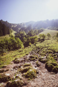 Scenic view of landscape against clear sky