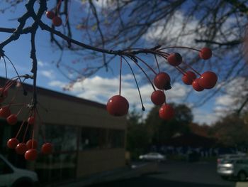 Close-up of bare tree against sky