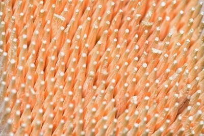 Toothpick in macro photography.