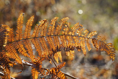 Close-up of orange colored dry leaf of fern