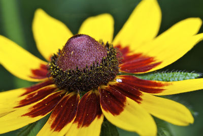 Close-up of yellow flower