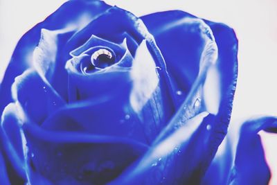 Close-up of blue rose