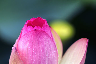 Close-up of pink lotus blooming outdoors