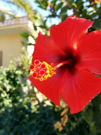 Close-up of red flower